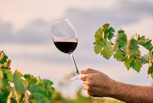 En este momento estás viendo Sostenibilidad en bodegas: del viñedo a la botella